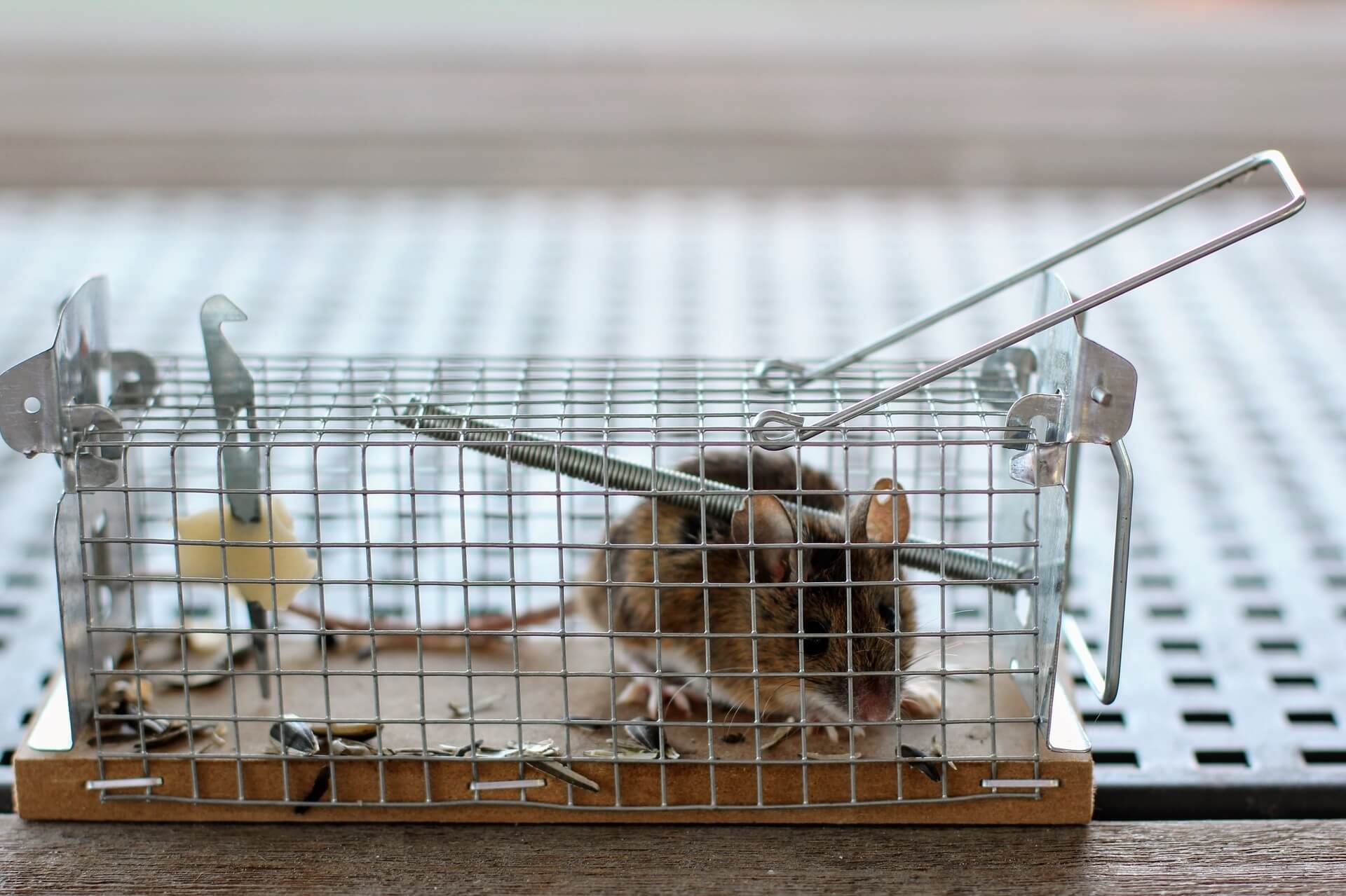 Jak pozbyć się myszy i szczurów z domu? Najskuteczniejsze sposoby
