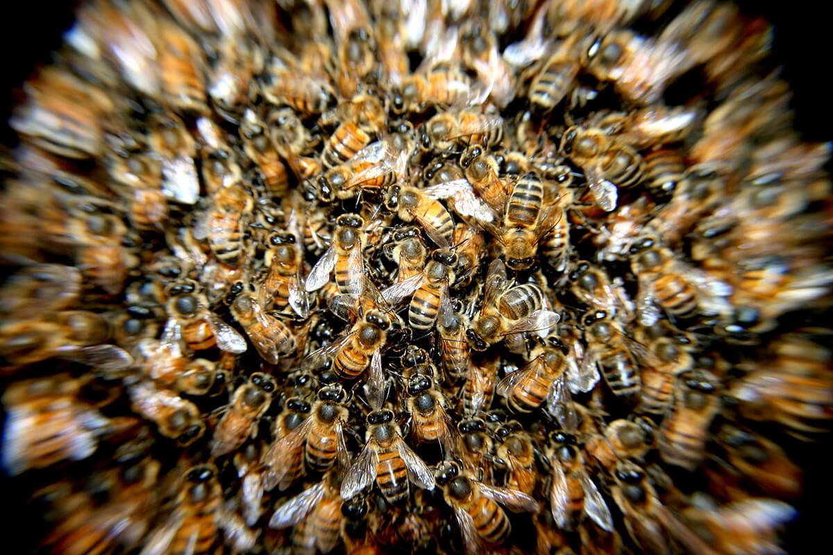 Owady błonkoskrzydłe – usuwanie os, pszczół, szerszeni, trzmieli